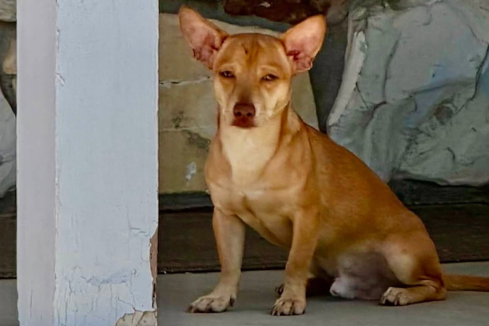 This poor dog couldn't stop looking for the humans' that left him behind. 
