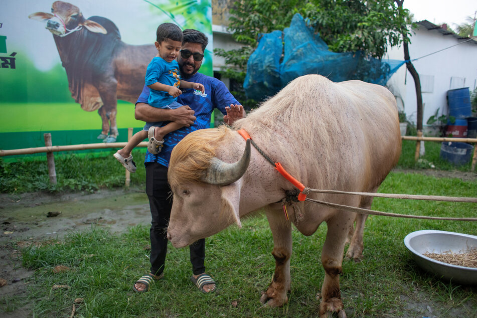 This photograph taken on May 17, 2026 shows a man checking an albino buffalo nicknamed "Donald Trump" for sale ahead of Eid al-Adha at a livestock farm in Narayanganj.