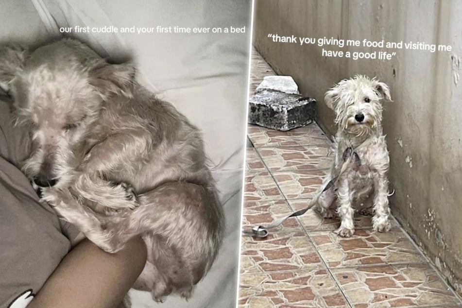 Woman spots neglected chained-up dog and gives it the makeover of a lifetime!