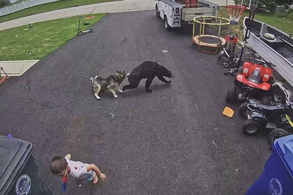 The brave dog Bella managed to drive the black bear away.