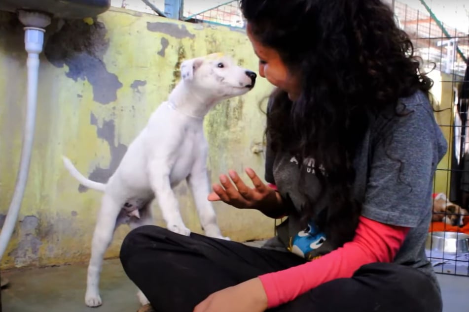 What a lucky pup: Banny is alive and well again today.