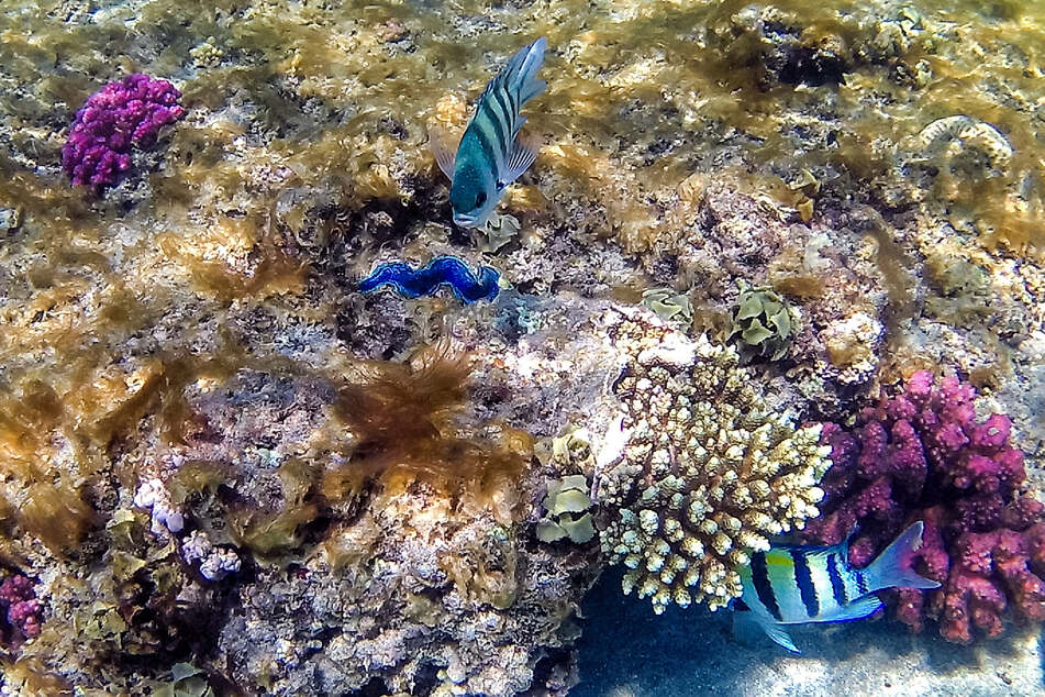 World Reef Day: Will the last intact coral reefs soon be destroyed by climate change?