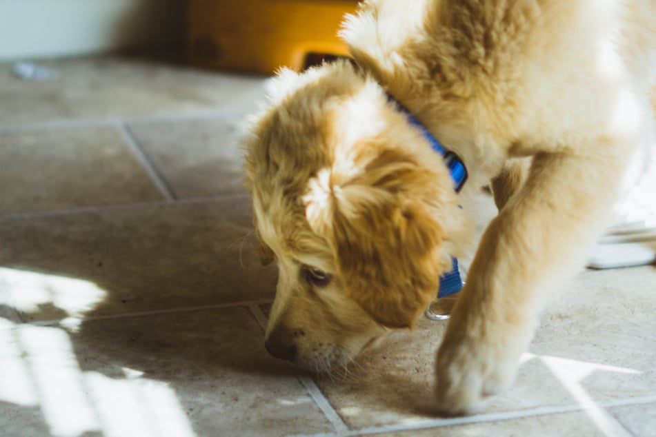 There are few animals in the world that enjoy sniffing more than your darling doggo.