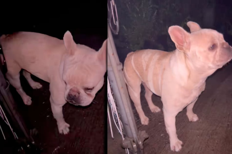 The sweet little dog was completely terrified when she was found.