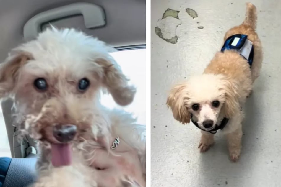 Dog owner loses her soul dog – then she finds his doppelganger at the exact same shelter