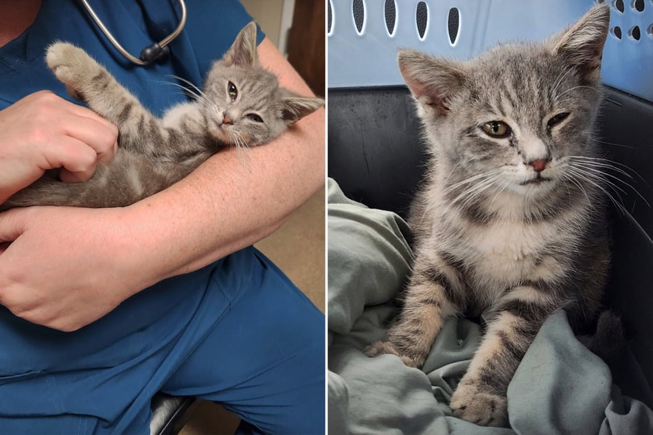 The survivor was examined for injuries at an animal clinic.