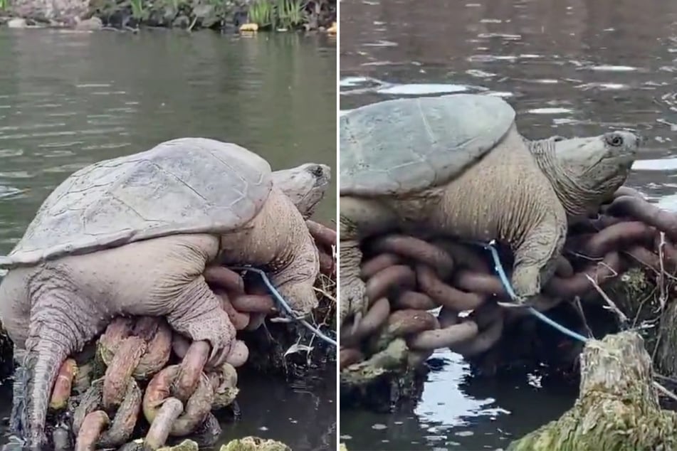 Chonkosaurus the gigantic snapping turtle crushes it on Twitter!
