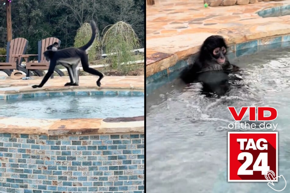 One monkey was living his best spa life, while his buddy clearly wasn't as impressed.