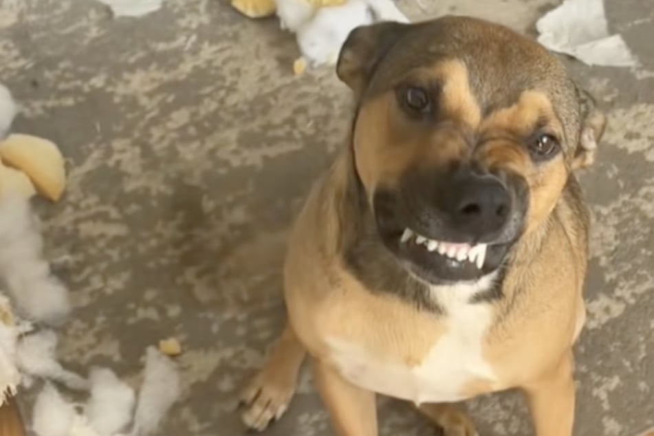 Naughty dog couldn't look guiltier when his mama comes home to find utter destruction