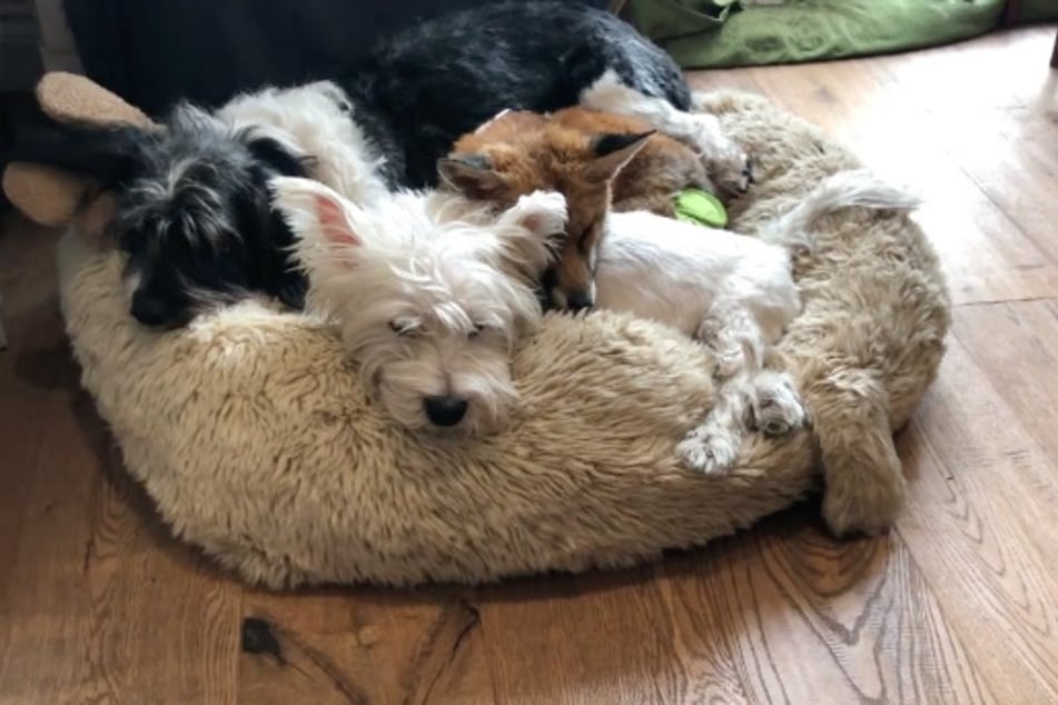 Jack (c.) and Pumpkin (r.) love to cuddle together. They are joined by Croqueta, another member of the vet's family.