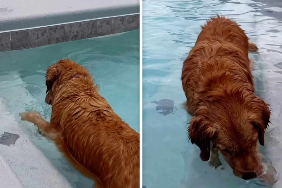 Dog loves to trespass on neighbor's pool – and her reaction to getting caught is everything!