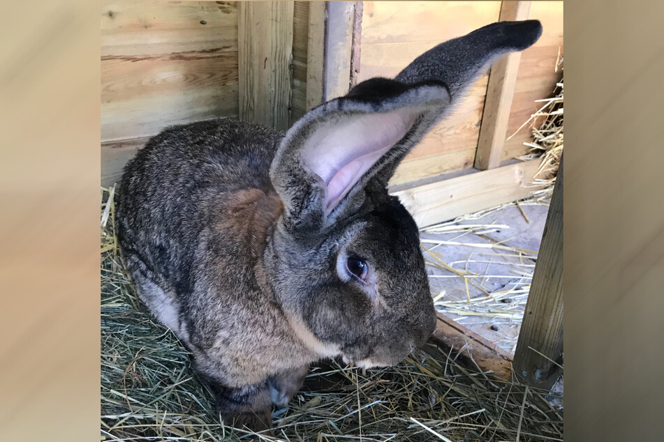 Darius was stolen from his owner's garden last weekend.