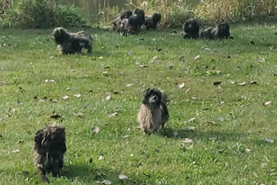 Some of the 15 dogs were standing around alone on the meadow, others were snuggling up to each other.
