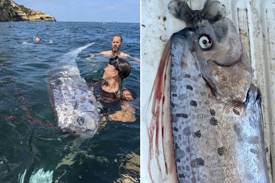 Oarfish can grow up to a whopping 26 feet long.