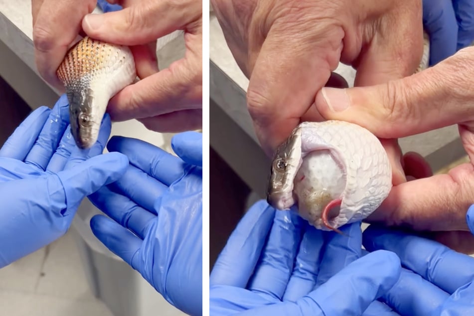 A snake from Texas swallowed three golf balls! Thankfully, an animal hospital was able to safely remove them.
