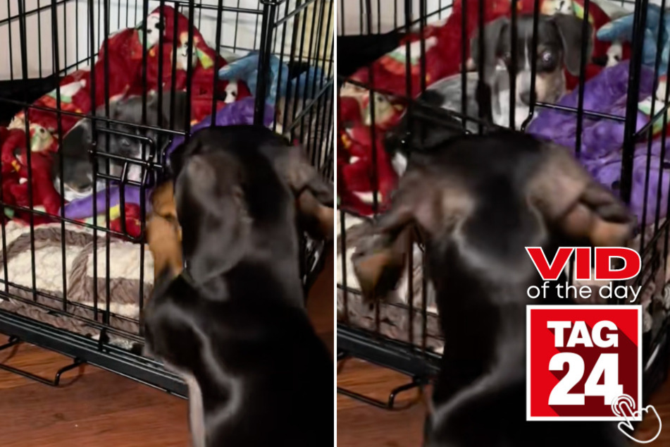 This sneaky Dachshund pulled off the ultimate toy heist, leaving his crate-bound sibling stunned and toy-less.