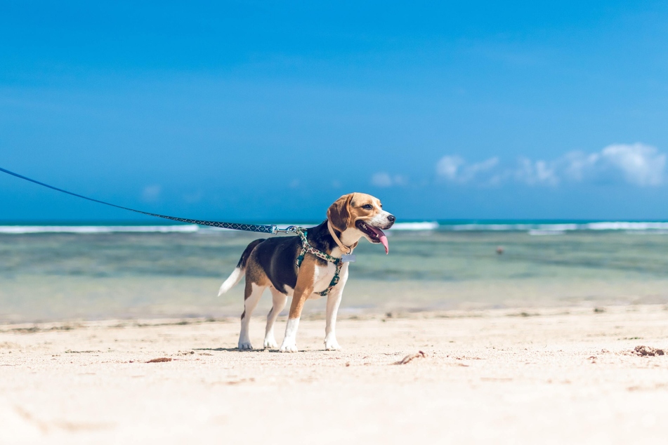 Take your dog for a walk on the beach – it will love it!