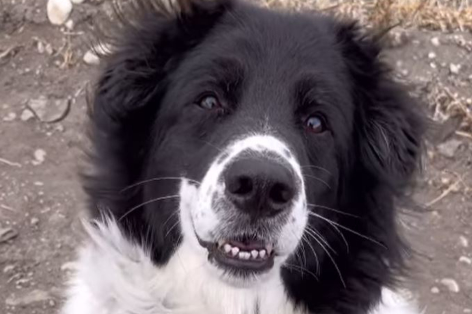 Day 1 at the shelter: Paddy the dog looked so happy when she first arrived.