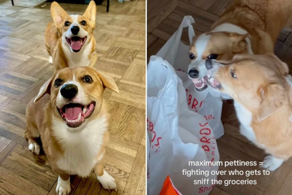 Dogs have epic fight over "who gets to sniff the groceries" in hysterical video