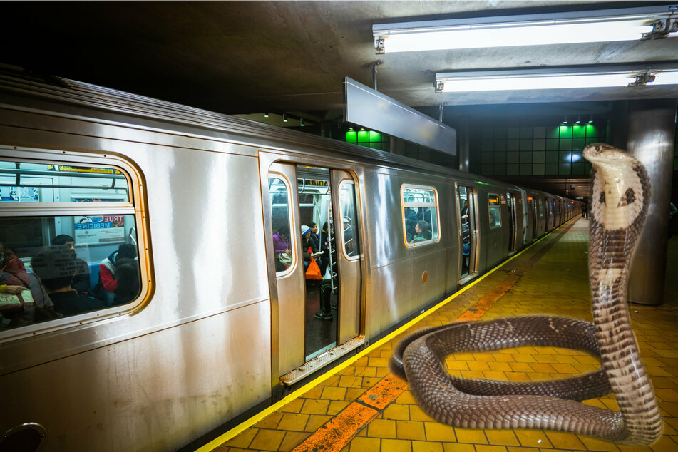 Snakes on a Train: Commuters get a nasty slithering surprise