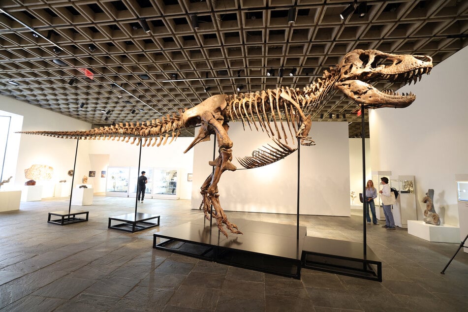 "Gus" the T. rex to go on auction in New York for monster price