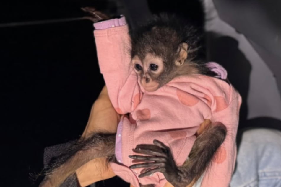 The driver of the car had a spider monkey in his possession that was only a few weeks old.