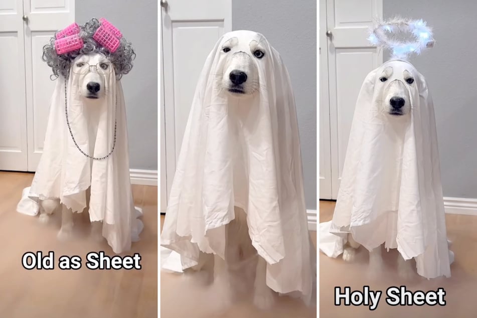 This dog owner's pun inspired twist on a sheet for Halloween too cute.
