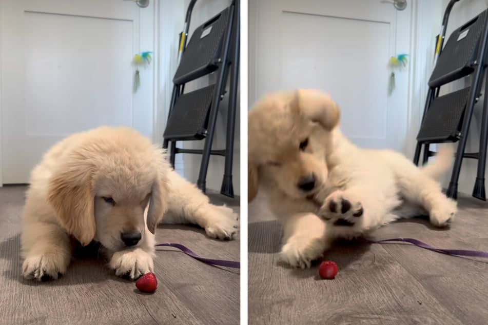 The final boss for puppy Chomchom just might be this strawberry!