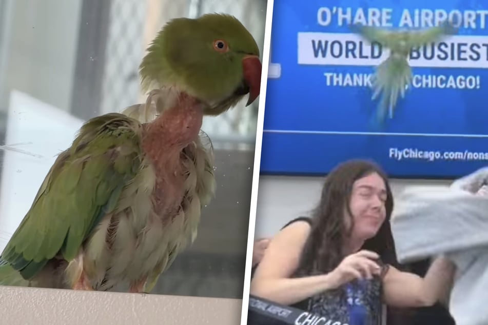 The feathered troublemaker kept attacking travelers at the Chicago O'Hare International Airport on Tuesday of last week.