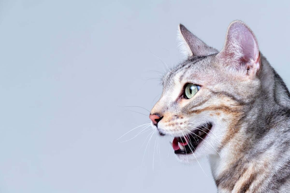 Help, my cat is panting! Why cats pant and what you should do about it