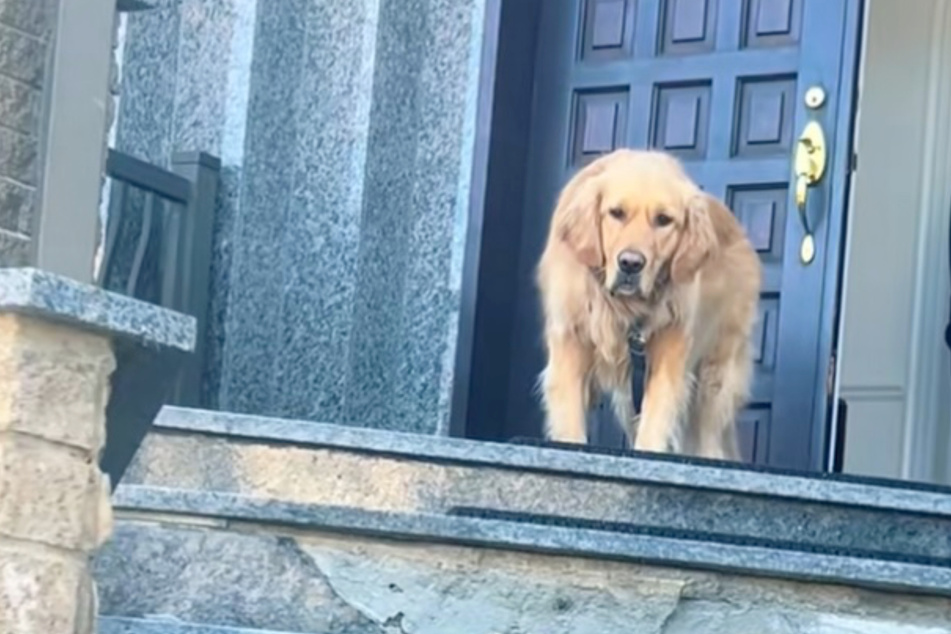 Charlie doesn't want to go to his owner...