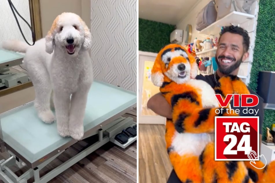 Viral Video of the Day for November 14, 2023: TikTok Tigger makeover