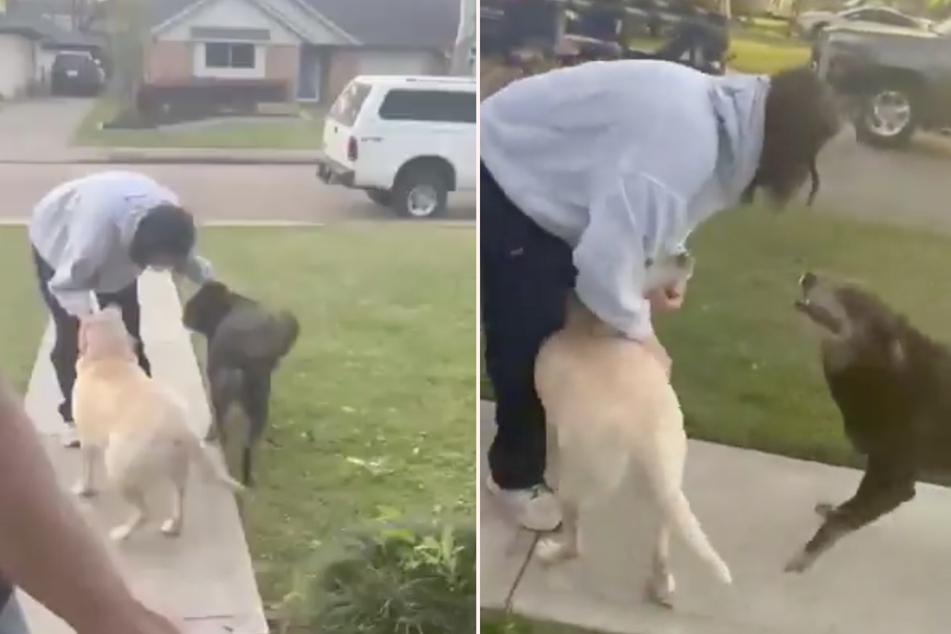 After spending nine months on the International Space Station, astronaut Sunita Williams received a particularly warm welcome from her dogs.