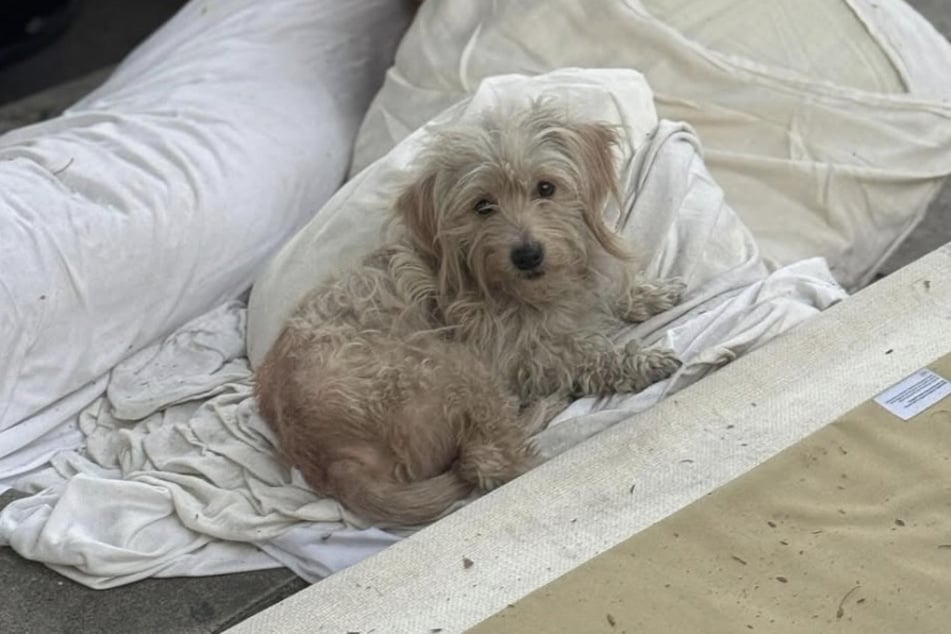 The little dog was completely terrified when Suzette Hall found him.