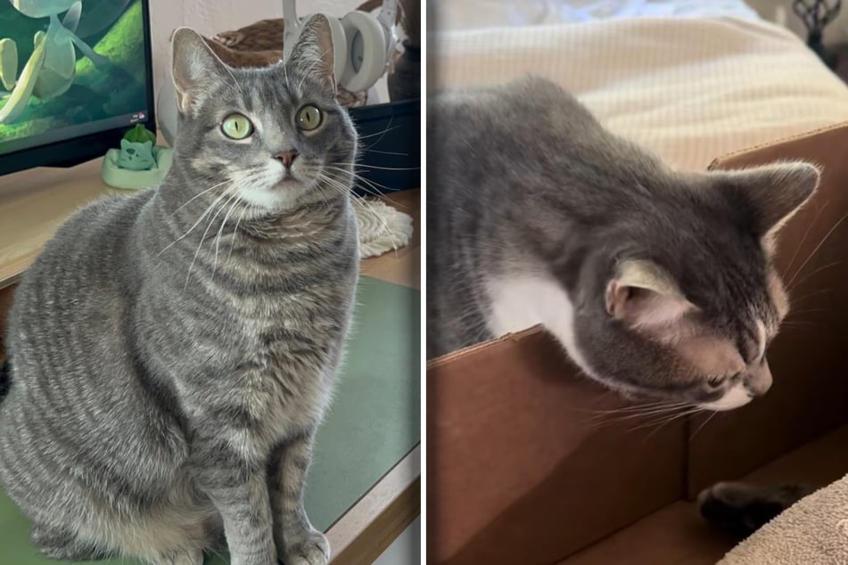 After the cat named Mama (l.) passed away, fellow feline Sis was visibly moved by her death.
