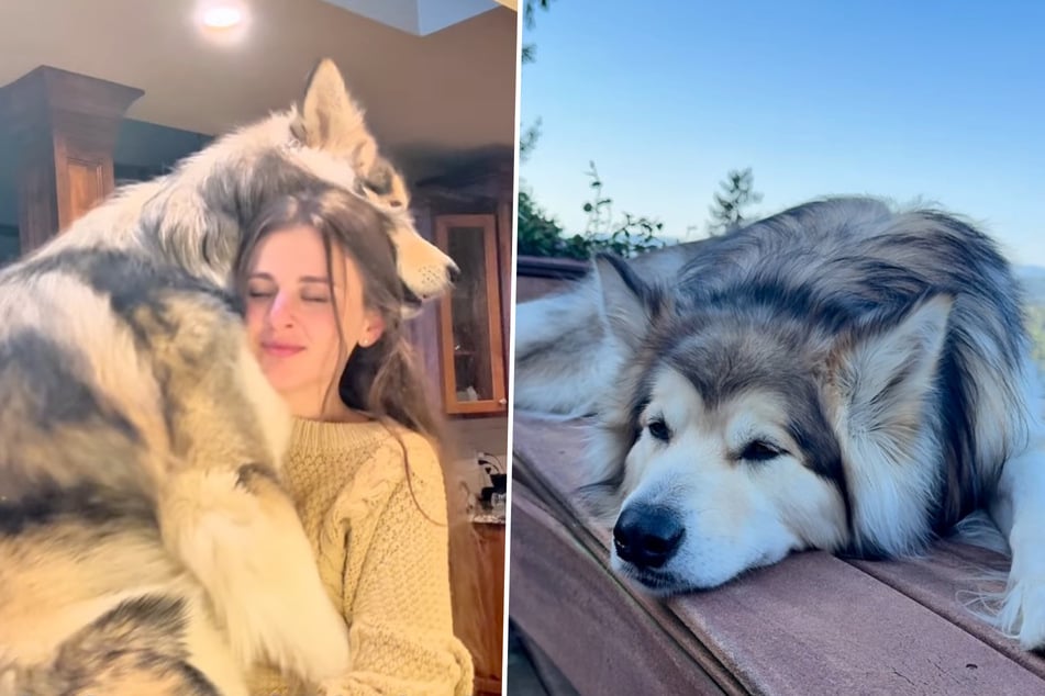 Kateryna Bates takes her Alaskan Malamute Duke in her arms because the dog often seems lonely and sad.