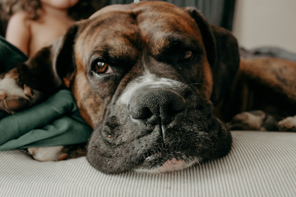 Mastiffs are large dogs, but incredibly easy to look after.