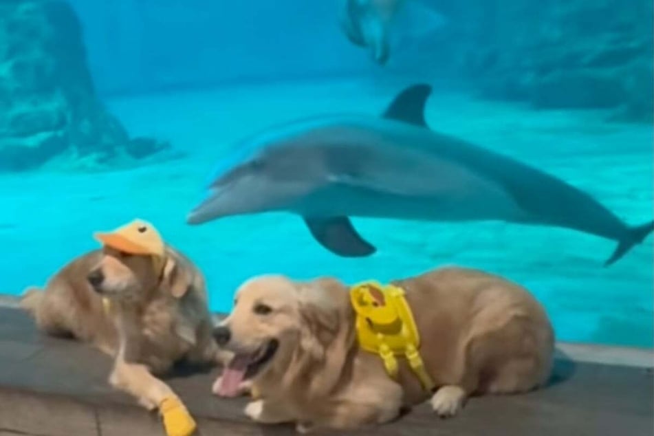 The two Golden Retrievers love to sit and relax at the aquarium.