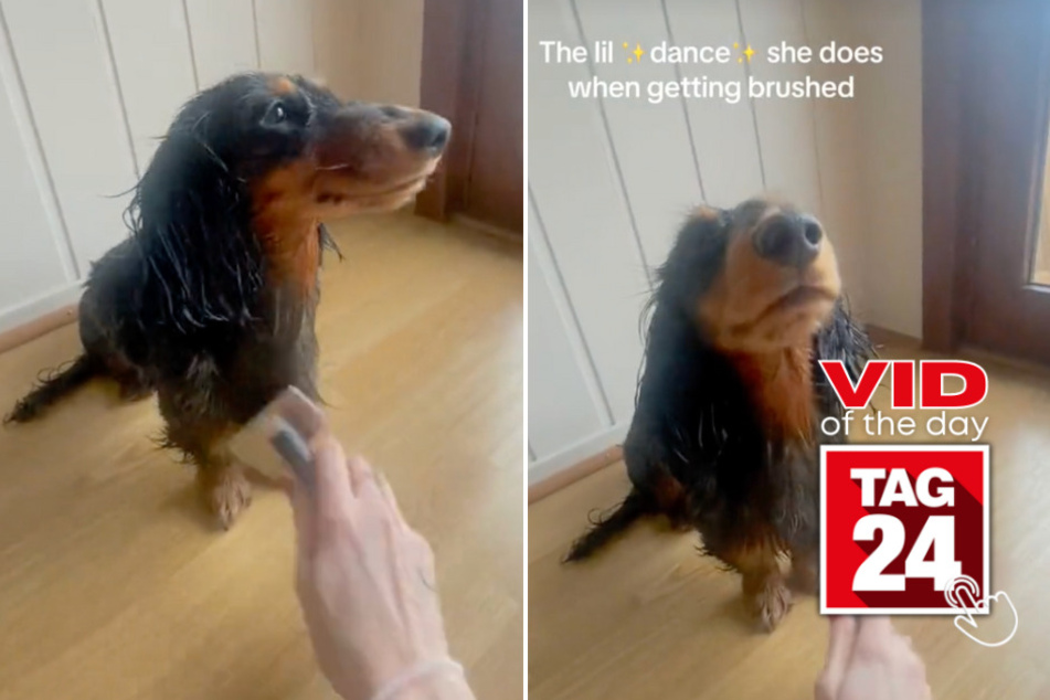 Viral Video of the Day for March 19, 2024: Voguing dachshund loves to get pampered