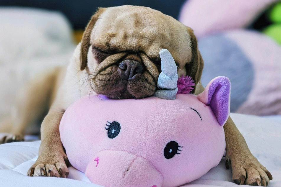 Pugs are tiny, slightly ugly, and endlessly friendly little toy doggos.