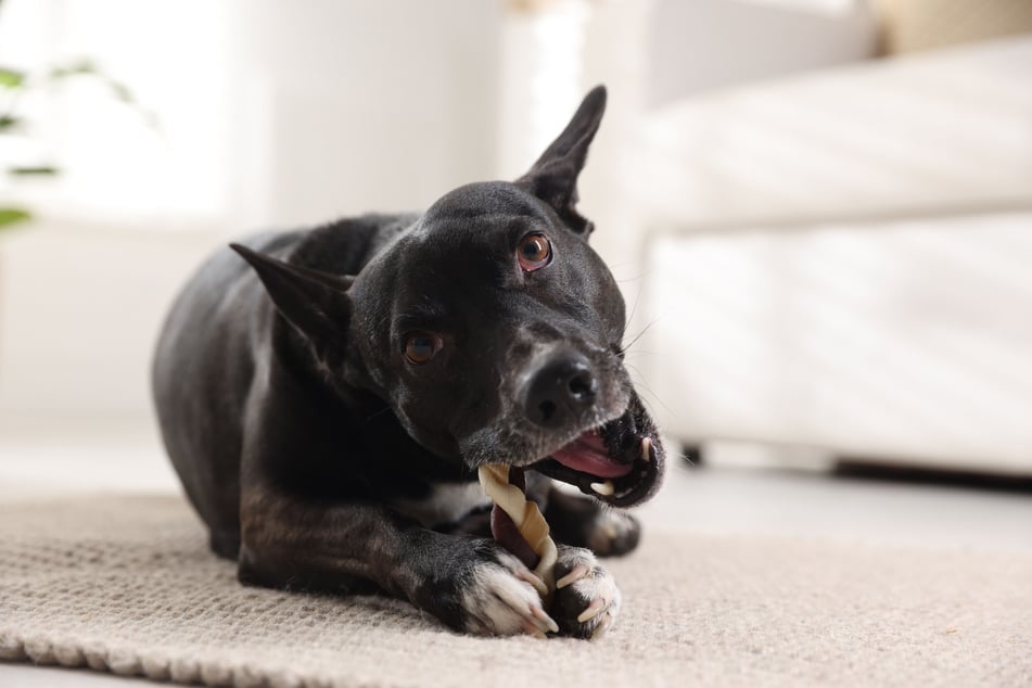 Find out why your dog is eating unusual things so that you can take action.