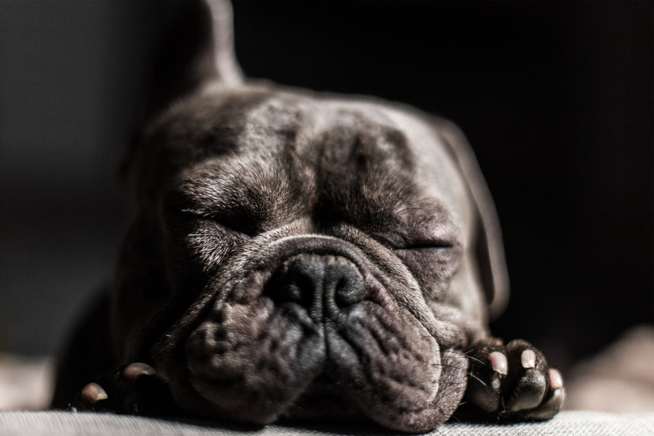 Acid reflux can be very unpleasant for both dogs and humans.