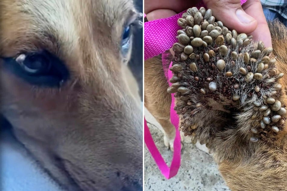 Stray dog's horrific tick infestation leaves rescuers dumbfounded: "I don't even have words"