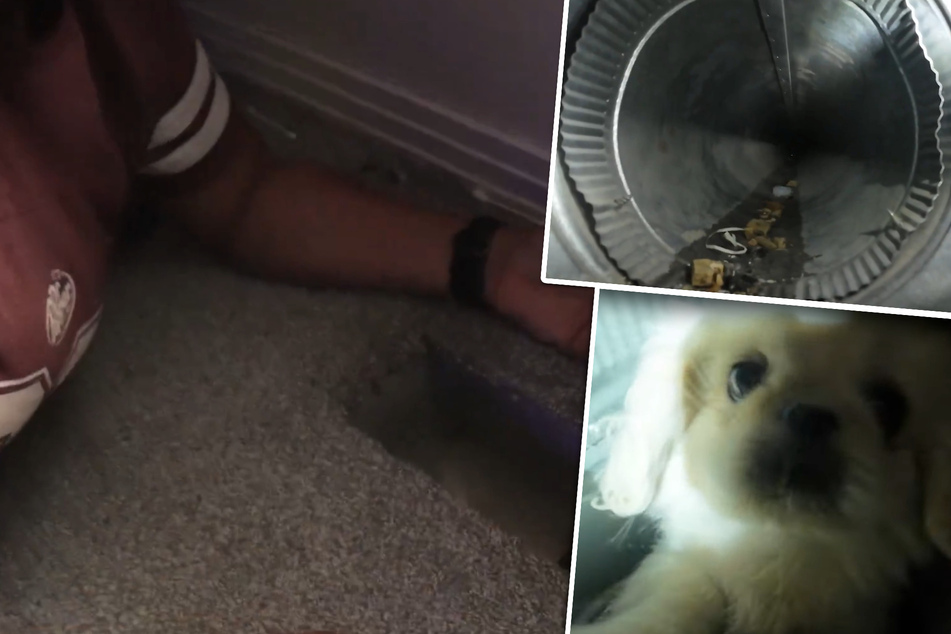 Puppy trapped inside ventilation shaft for hours but rescuers won't give up