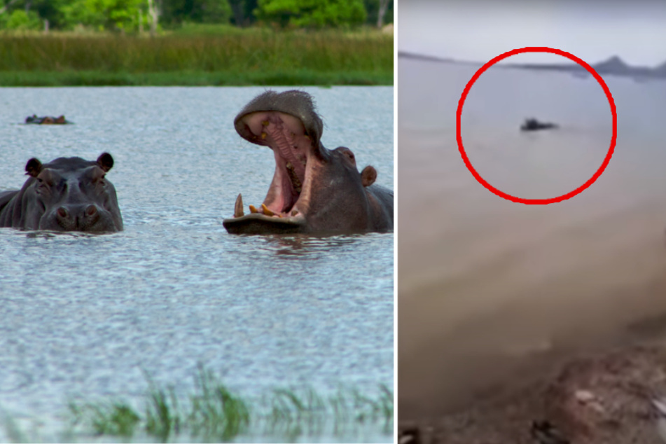 Aggressive hippo drowns boy in Kenya