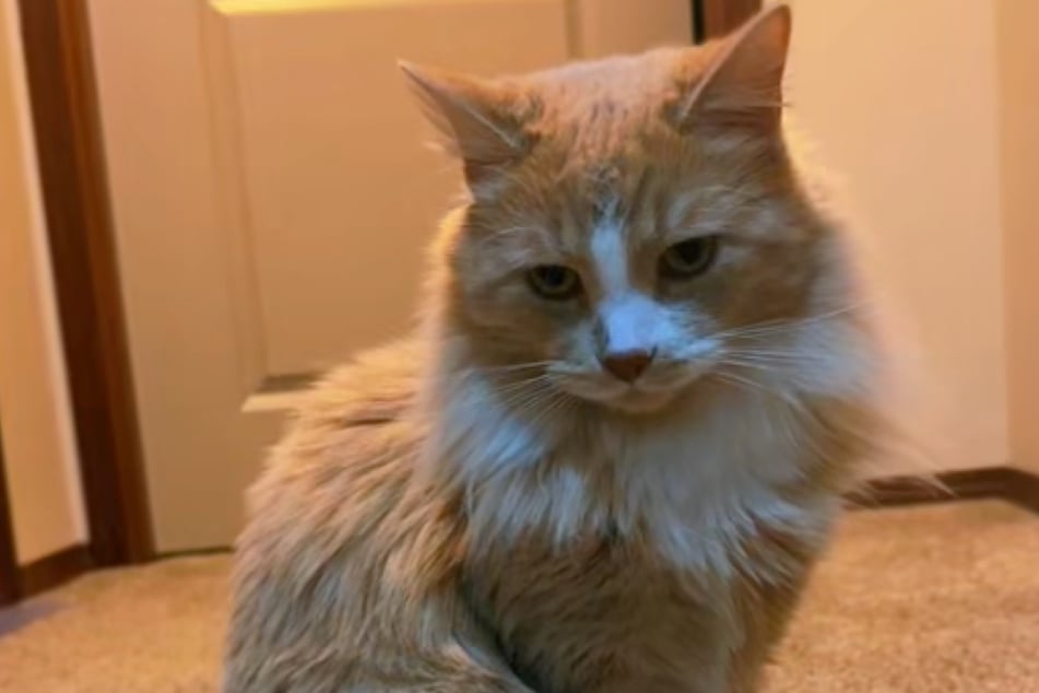 Unfortunately, Beckham the cat is no longer living, so the video is now just a beautiful memory.