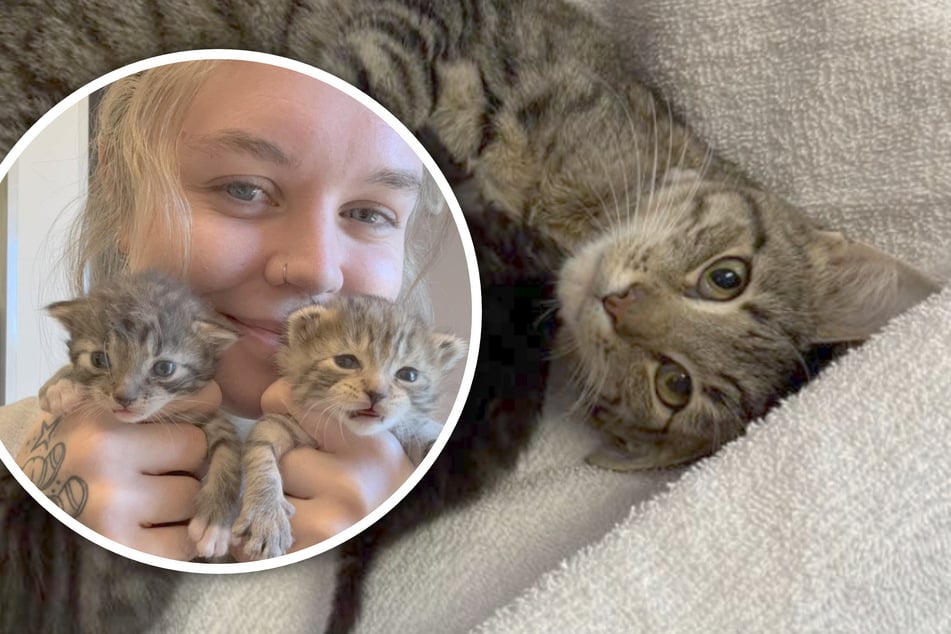 Kitten surprise: This cat gave birth the day she was supposed to be spayed!