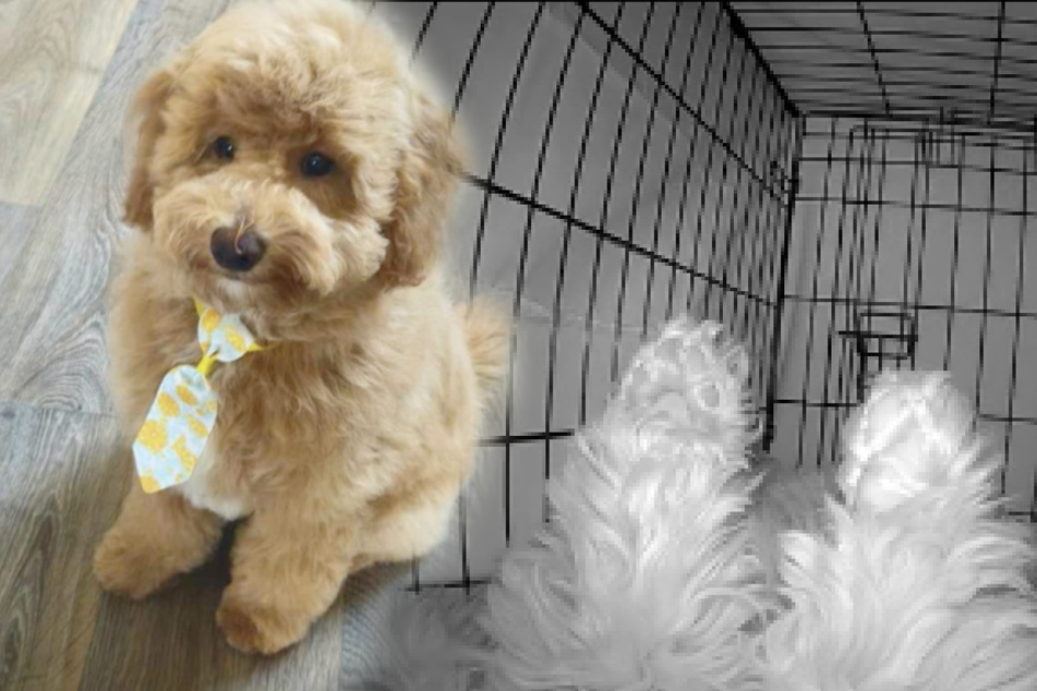 Puppy's nighttime baby monitor footage has TikTokers rolling with laughter