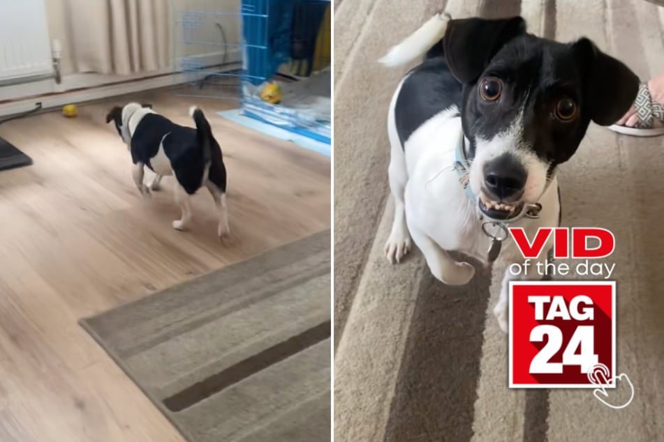 Viral Video of the Day for August 25, 2025: Dog's underbite steals the show during hilarious kazoo song