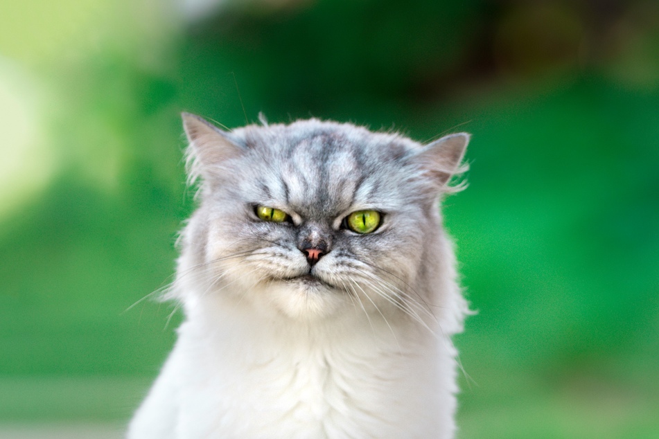 Even the ugliest cat in the world is still adorable in its own little way!